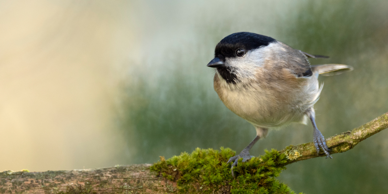 Mésange nonnette (Poecile palustris)